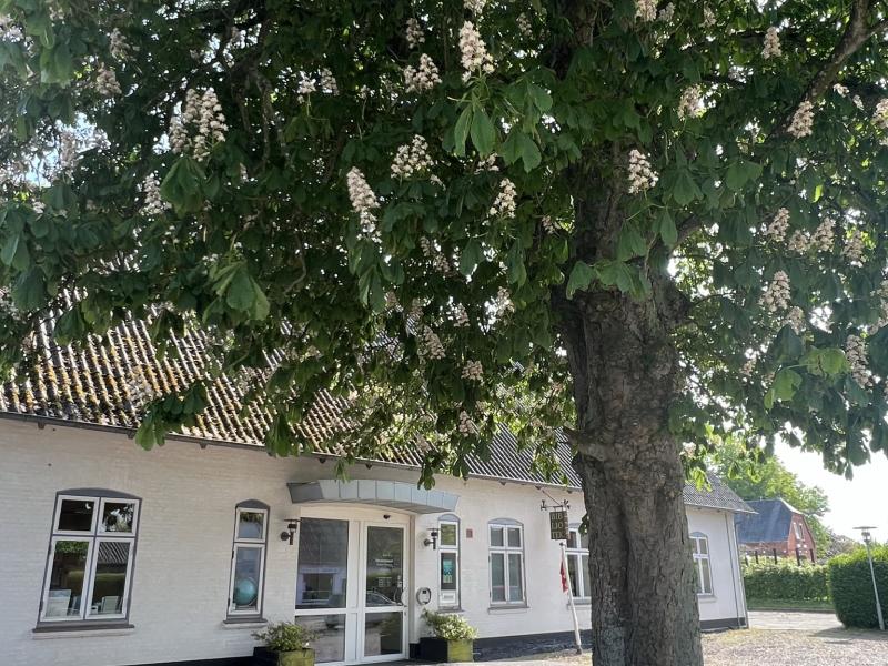 Biblioteket i Vester Sottrup ses forfra. Der er et stort træ i forgrunden.