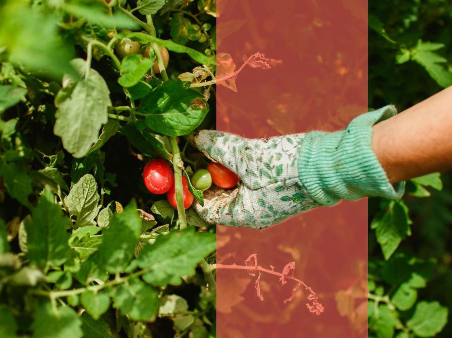 Hånd med havehandske plukker tomater fra en tomatplante.